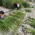 小叶女贞，高度50，80，100厘米，各规格基地常年批发