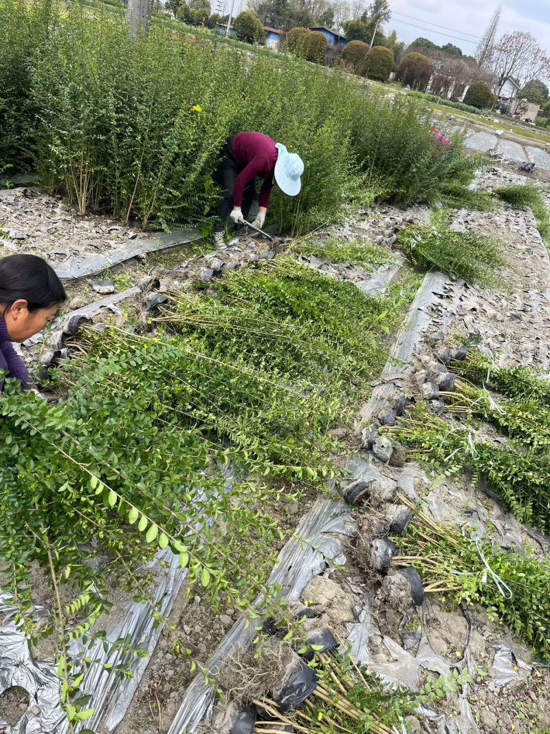 小叶女贞，高度50，80，100厘米，各规格基地常年批发