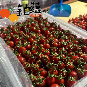 山东青岛平度玲珑釜山88圣女果优通精品货