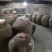 农家酿造纯粮食玉米酒基地直发量大从优欢迎来电洽谈合作