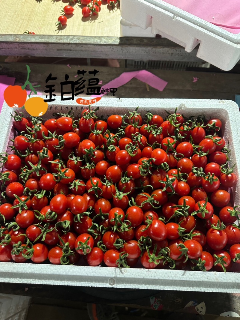 山东青岛平度玲珑釜山88圣女果优通精品货