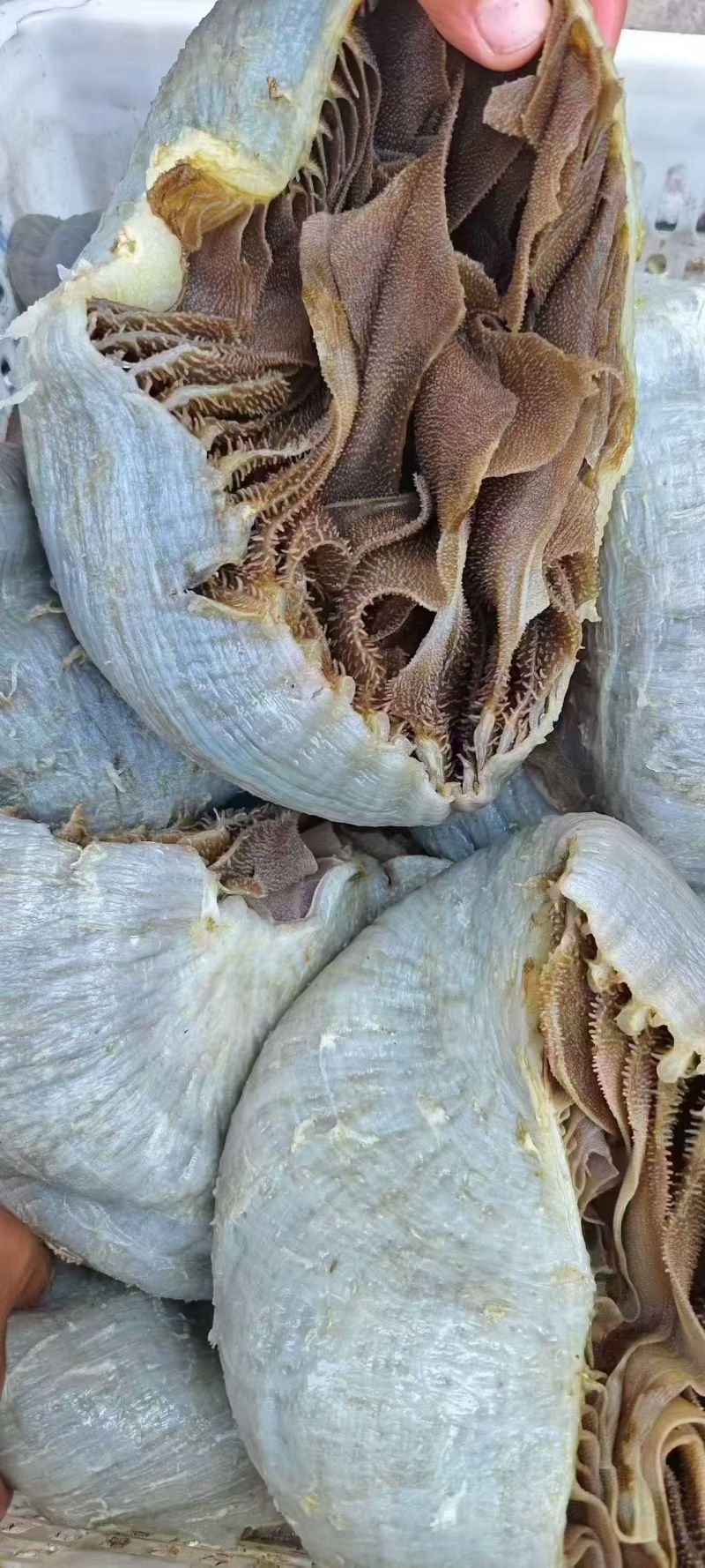 黑个个毛肚，现货现发