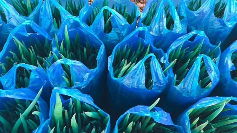 精品小葱上市中