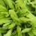 荠菜