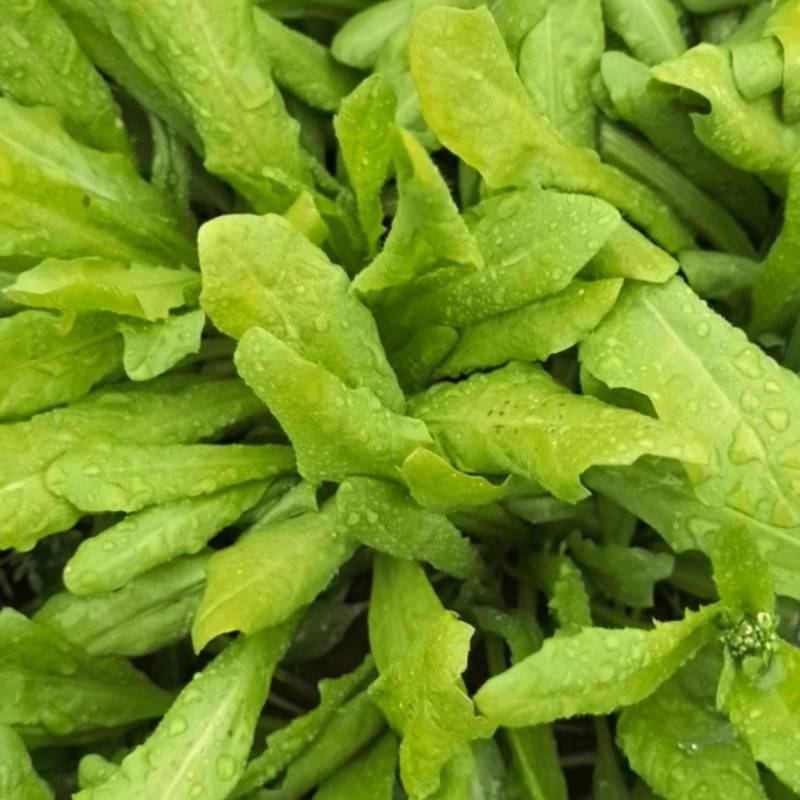 荠菜