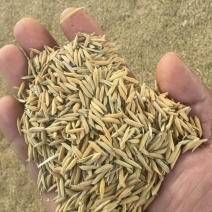 稻谷基地直发诚信经营对接全国各大商超发货