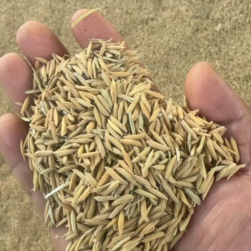 稻谷基地直发诚信经营对接全国各大商超发货