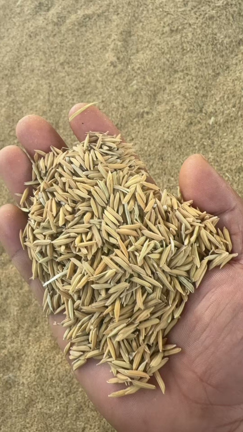 基地直发优质稻谷，品质有保障，诚信经营对接全国各大商超