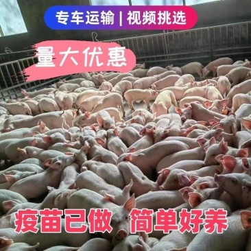 山东猪场备案车免费送猪猪到付款健康齐全防疫检疫齐全