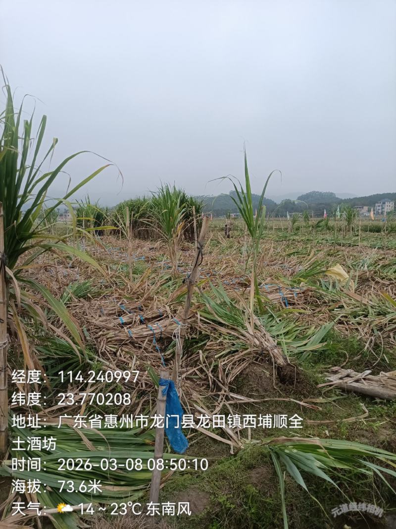 第一代黄金甘蔗种苗，全国在线批发