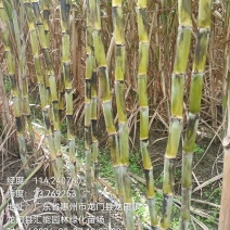 第一代黄金甘蔗种苗，全国在线批发
