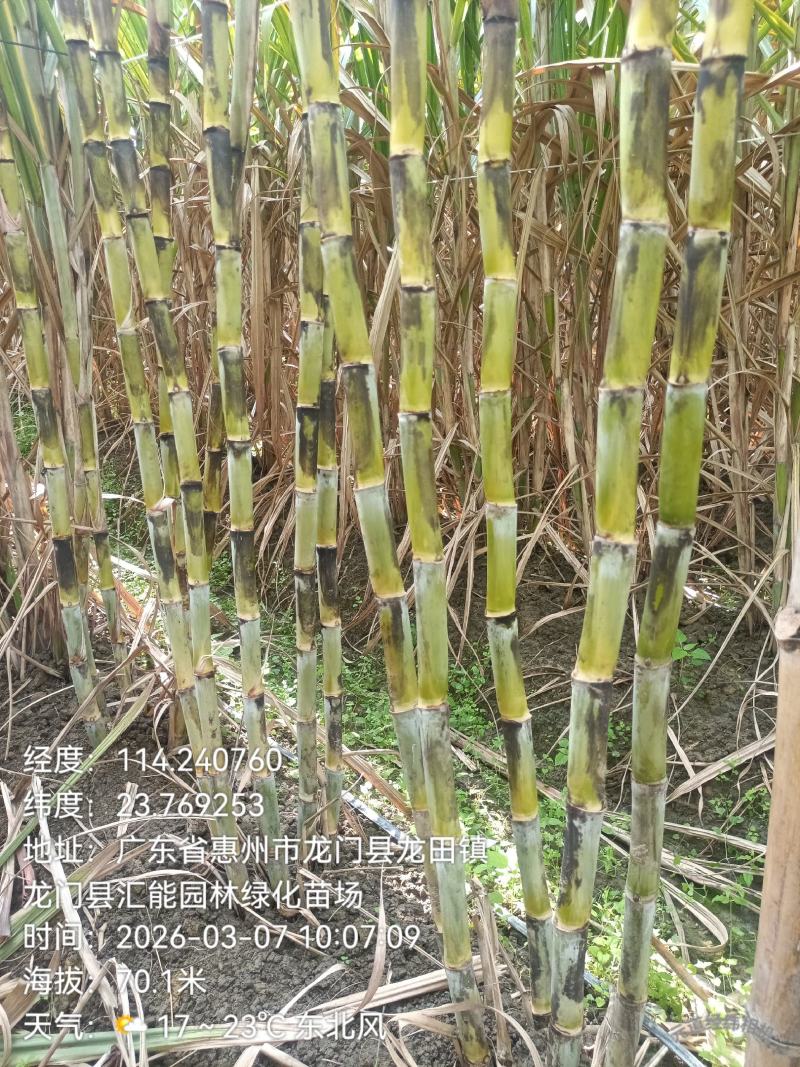 第一代黄金甘蔗种苗，全国在线批发