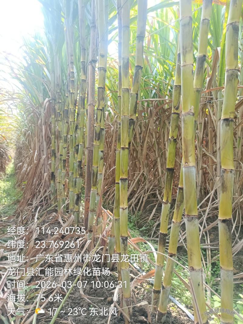 第一代黄金甘蔗种苗，全国在线批发