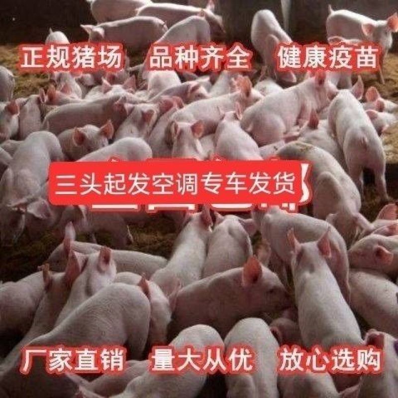 山东猪场备案车免费送猪猪到付款健康齐全防疫检疫齐全