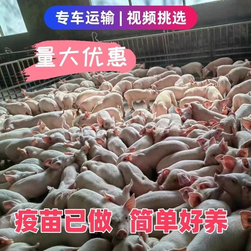 山东猪场备案车免费送猪猪到付款健康齐全防疫检疫齐全