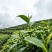 紫阳富硒茶叶徐小凤的茶园干净幸福生活品硒茶温暖人间美一天