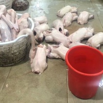 广东狮头鹅大量供货产地直发价格优惠对接市场商超社区