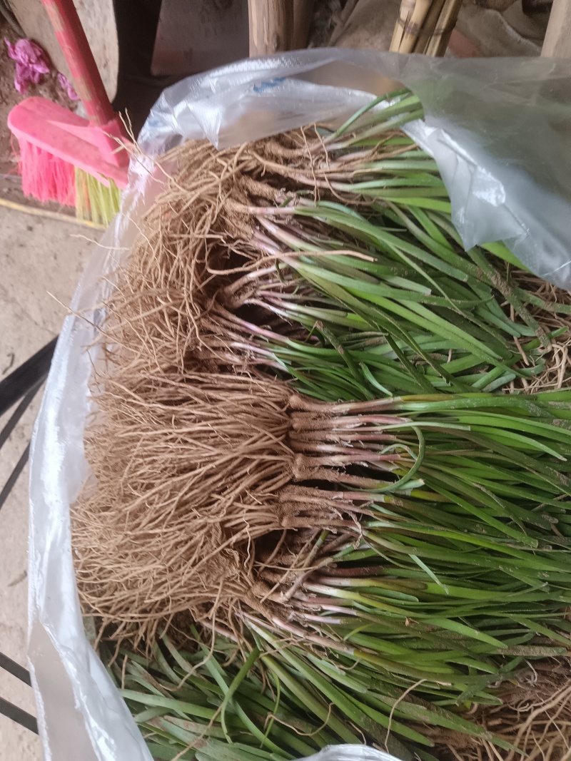 韭菜根