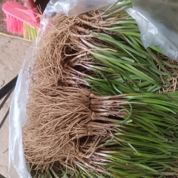 韭菜根