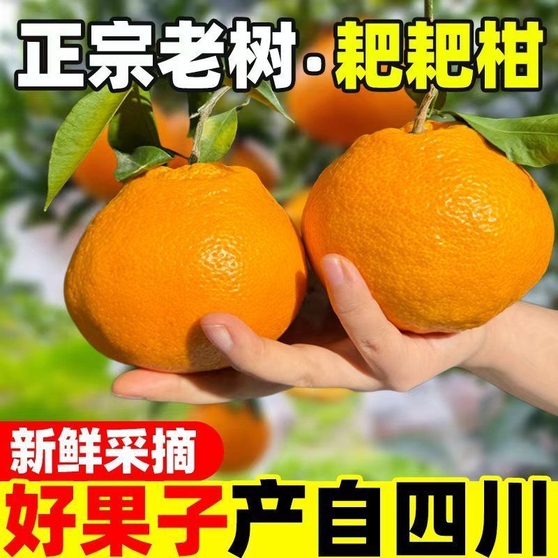 四川春见耙耙柑，产地一手货源量大优惠，水分足，甜度高，