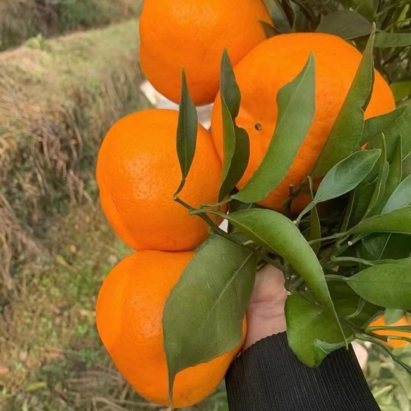 四川春见耙耙柑，产地一手货源量大优惠，水分足，甜度高，