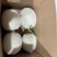 上海南汇玉菇甜瓜开始预售，4月初上市
