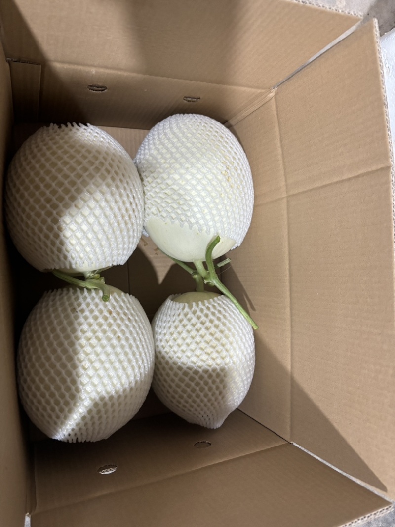 上海南汇玉菇甜瓜开始预售，4月初上市