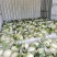 上海南汇玉菇甜瓜开始预售，4月初上市