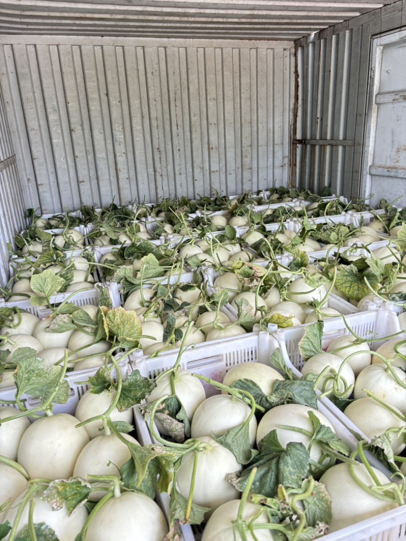 上海南汇玉菇甜瓜开始预售，4月初上市