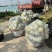 上海南汇玉菇甜瓜开始预售，4月初上市