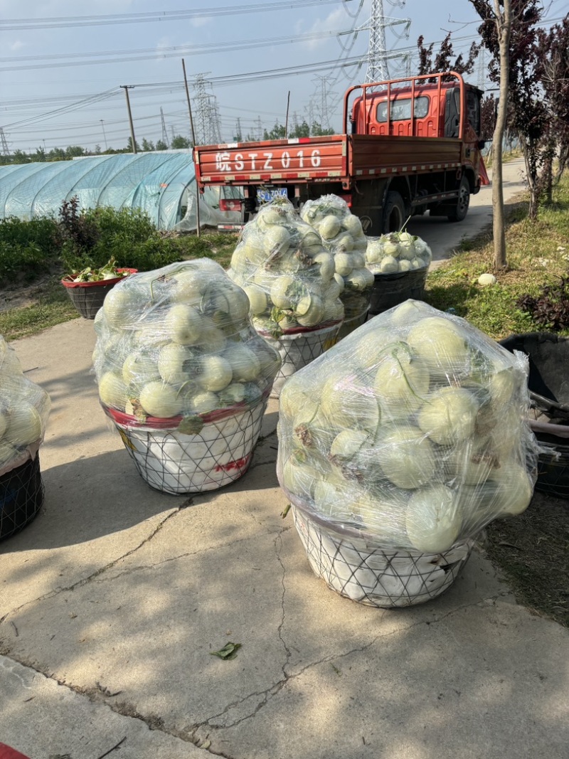 上海南汇玉菇甜瓜开始预售，4月初上市