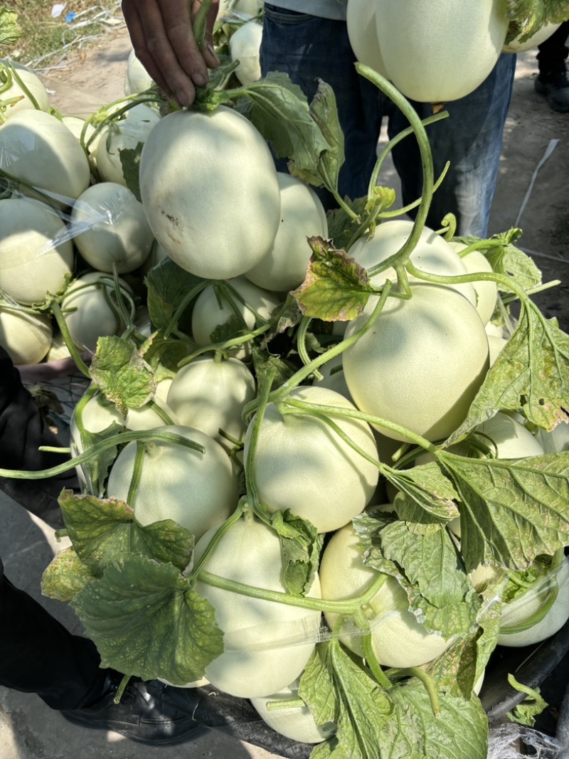 上海南汇玉菇甜瓜开始预售，4月初上市
