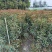 四季桂花（佛顶珠桂花），高度70-1.2米，各种规格
