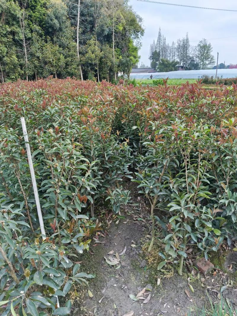 四季桂花（佛顶珠桂花），高度70-1.2米，各种规格