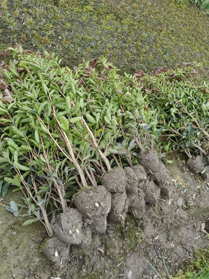 四季桂花（佛顶珠桂花），高度70-1.2米，各种规格