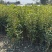 四季桂花（佛顶珠桂花），高度70-1.2米，各种规格