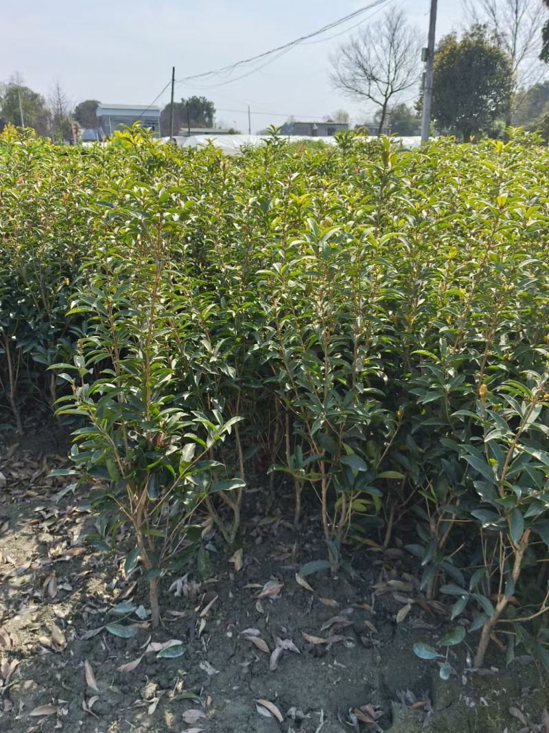 四季桂花（佛顶珠桂花），高度70-1.2米，各种规格