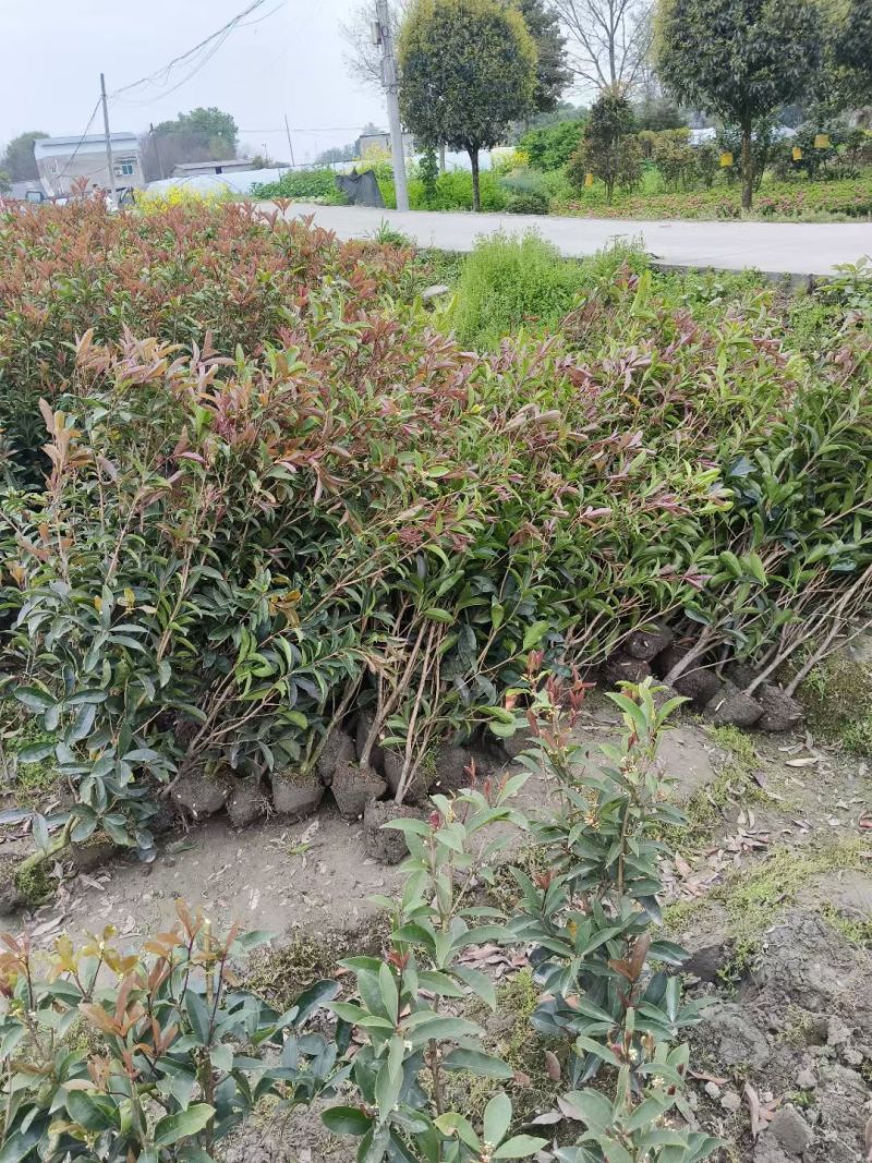 四季桂花（佛顶珠桂花），高度70-1.2米，各种规格