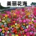 野花组合种子开花不断花海庭院室外路边绿化观赏种植