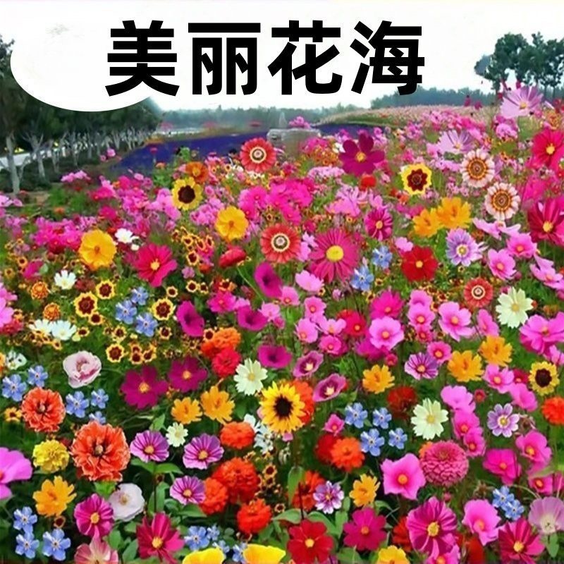 野花组合种子开花不断花海庭院室外路边绿化观赏种植