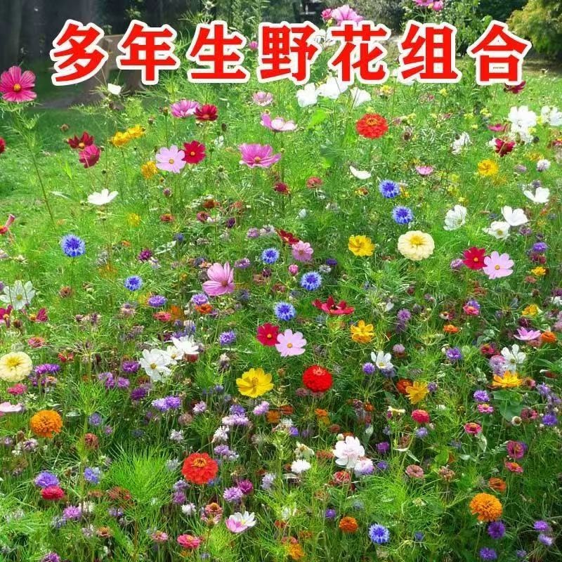 野花组合种子开花不断花海庭院室外路边绿化观赏种植