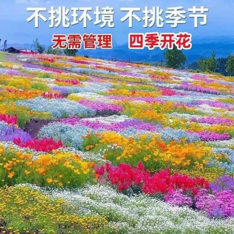 野花组合种子开花不断花海庭院室外路边绿化观赏种植
