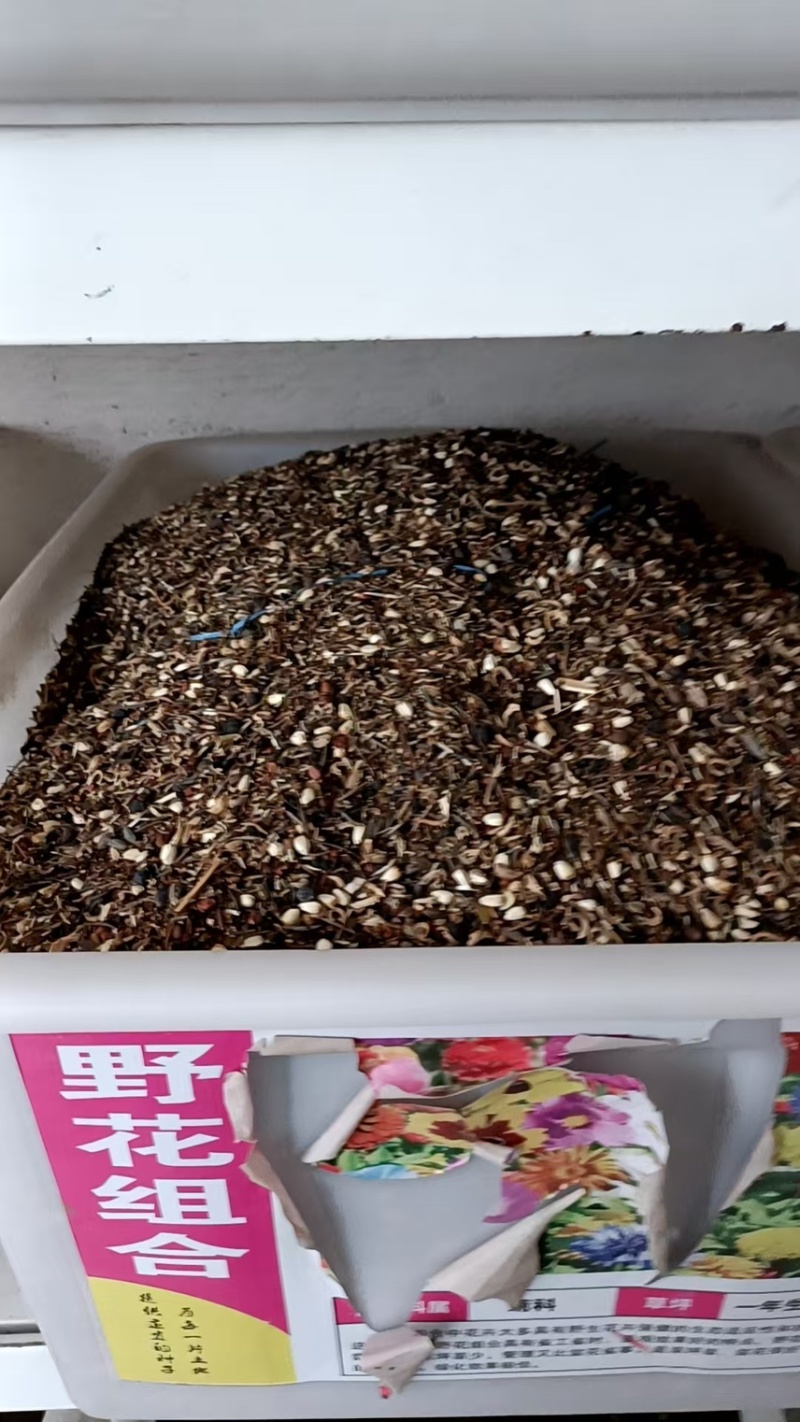 野花组合种子开花不断花海庭院室外路边绿化观赏种植