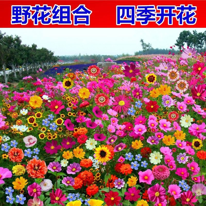 野花组合种子开花不断花海庭院室外路边绿化观赏种植