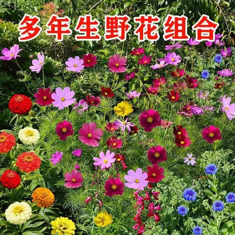 野花组合种子开花不断花海庭院室外路边绿化观赏种植