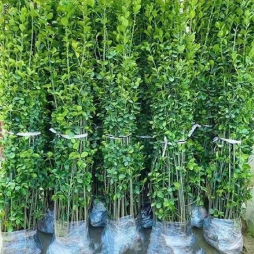 北海道黄杨树苗围墙篱笆植物大叶冬青树苗四季常青耐寒庭院树