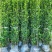 北海道黄杨树苗围墙篱笆植物大叶冬青树苗四季常青耐寒庭院树