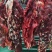 云南本地土黄牛肉，源头直供，公牛活牛现宰