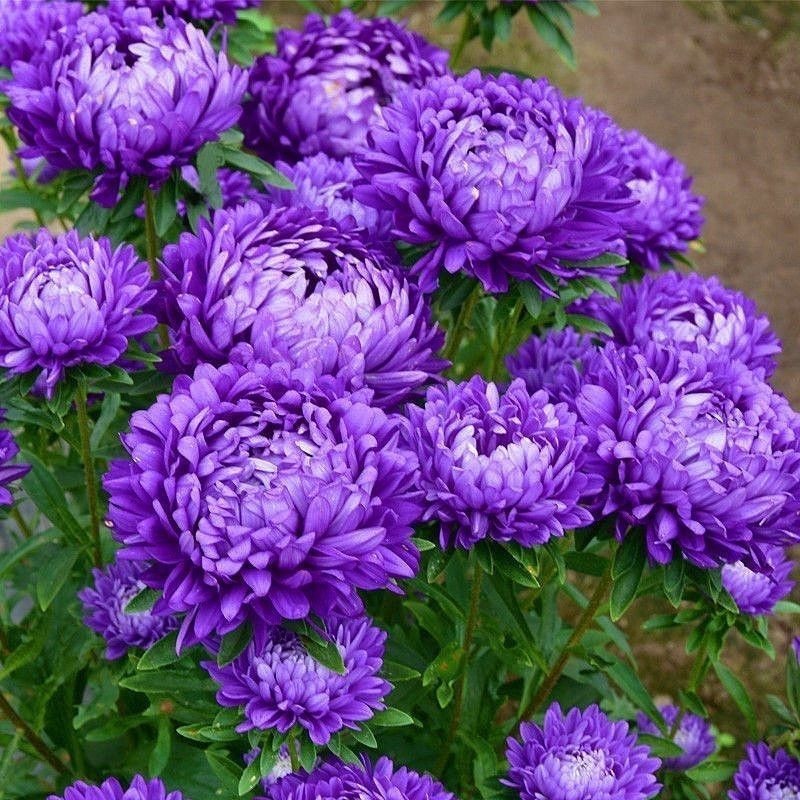 翠菊种子绿化庭院种子四季种植景观花海种子