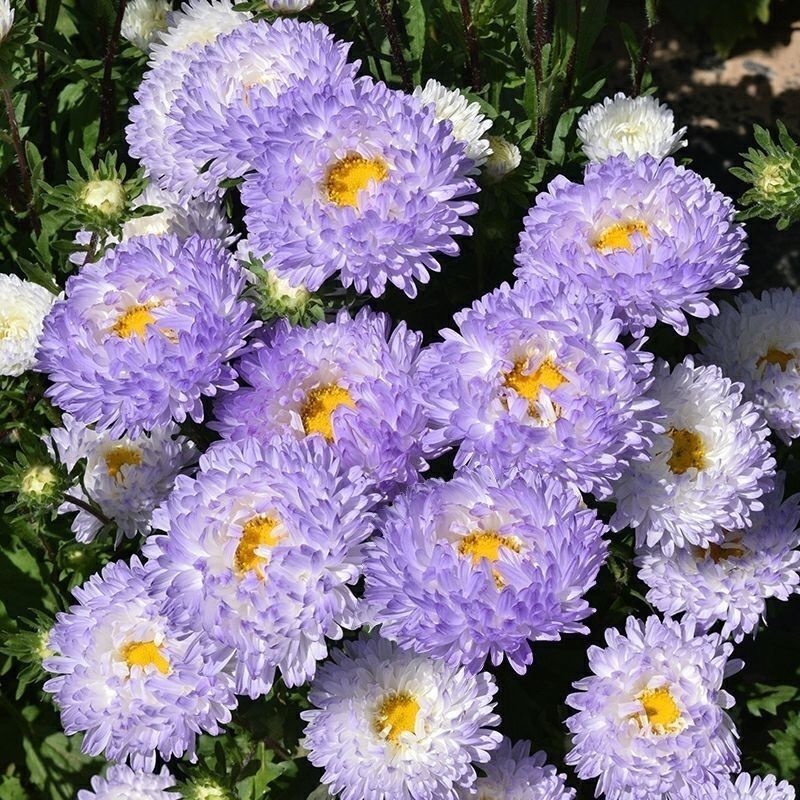 翠菊种子绿化庭院种子四季种植景观花海种子